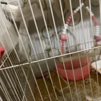 عروس هلندی|پرده، رانر، رومیزی|مشهد, شفا|دیوار