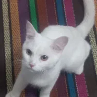 گربه پرشین اصیل  جنسیت نر
