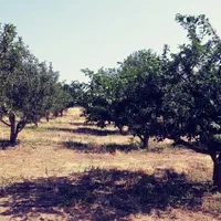 باغ 500 متری در یاغبستلو اهر