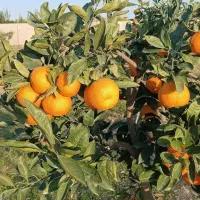 نارنگی انشو