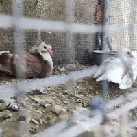 دو عدد  کبوتر|پرنده|زاهدان, |دیوار