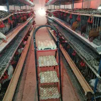 تخم مرغ محلی|خوردنی و آشامیدنی|هشتگرد, قاسم آباد بزرگ|دیوار