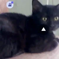 واگذاری رایگان دوبچه گربه همراه شرایط|گربه|نجف‌آباد, امیرآباد|دیوار