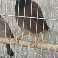 مینا