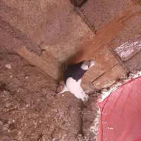 کبوتر|پرنده|اسدآباد, |دیوار