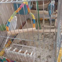 دوعدد مرغ عشق|پرنده|عجب شیر, |دیوار