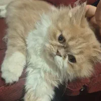 جفتگیری گربه پرشین