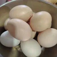 تخم‌ مرغ نطفه دار