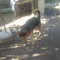 واگذاری سگ شولاین|سگ|لولمان, |دیوار