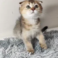 بچه گربه بریتیش اسکاتیش اصیل|گربه|تهران, دبستان|دیوار