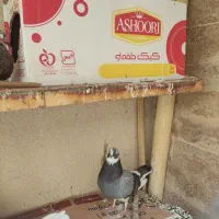 دو عدد کفتر توافقی به علت کمبود جا