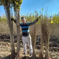 تولید کننده انواع نهال میوه پیوندی با اصالت وصنوبر