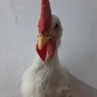خروس سفید