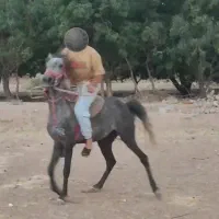 مادیون  کرد جفت زن|اسب و تجهیزات اسب‌سواری|بروجرد, |دیوار