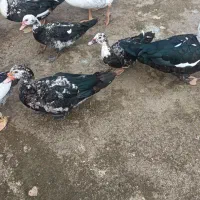 ۲۰ عدد اردک اسراییلی  سالم وسرحال بفروش میرسد|حیوانات مزرعه|رودسر, |دیوار