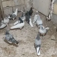 کبوتر شهری سبز همه نره|پرنده|برازجان, |دیوار