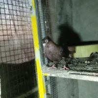 صرب|پرنده|امیدیه, |دیوار