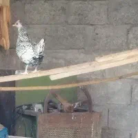 مرغ و خروس سبرایت|حیوانات مزرعه|آستانه اشرفیه, |دیوار