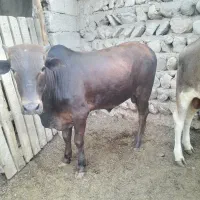 گاونر