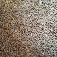 گندم آذر 2|عمدهفروشی|خلخال, |دیوار