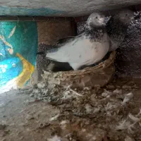 پرشی|پرنده|خان ببین, |دیوار