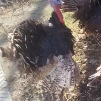 بوقلمون یک ساله نر