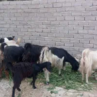 فروش کلروکهره