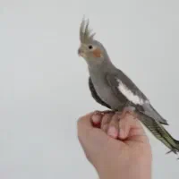 دو عدد عروس هلندی دستی و سالم