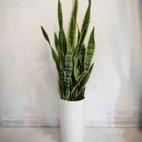 دوتاگلدان گل سانسوریا