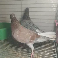 کبوتر سرور دم سفید|پرنده|یزد, |دیوار