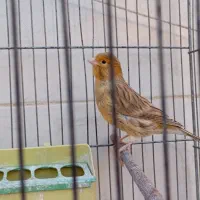 قناری نر بخون|پرنده|اصفهان, کوی امیریه|دیوار