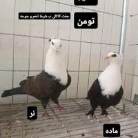کبوتر کربلایی کاکلی ،کله سفید،مخمل|پرنده|تهران, افسریه|دیوار