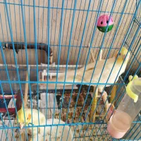 عروس هلندی|پرنده|مرند, |دیوار