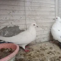 کبوتر پرشی سالم