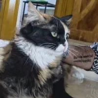 گربه ماده عقیم شده