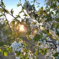 فروش-باغ-روستای-حشمت-اباد