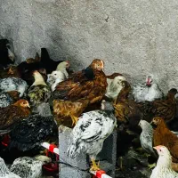 جوجه خروس و مرغ محلی|حیوانات مزرعه|جهرم, |دیوار