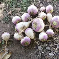 کارگر برای شلغم