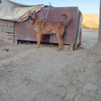 واگزاری ۲عددسگ سرابی