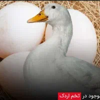 تخم مرغابی نطفه دار موجود