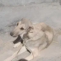 سگ سرابی|سگ|قروه, |دیوار