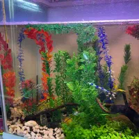 آکواریوم گوپی با تجهیزات|ماهی|اردبیل, |دیوار