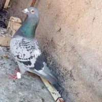 کبوتر پلاکی از نسل جانسون