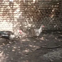 لیک خارجی|حیوانات مزرعه|سرخنکلاته, |دیوار