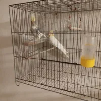 عروس هلندی مولد|پرنده|ساوه, |دیوار