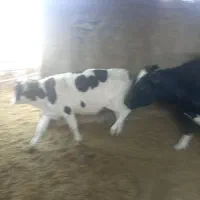 گوساله ماده|حیوانات مزرعه|نیشابور, فضل|دیوار