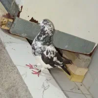 شادگان|پرنده|شادگان, |دیوار