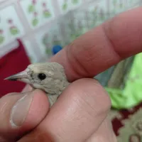جوجه سهره دورگ فیروزکوه