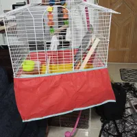 عروس هلندی|پرنده|نطنز, |دیوار