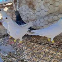 همه نر|پرنده|قزوین, |دیوار